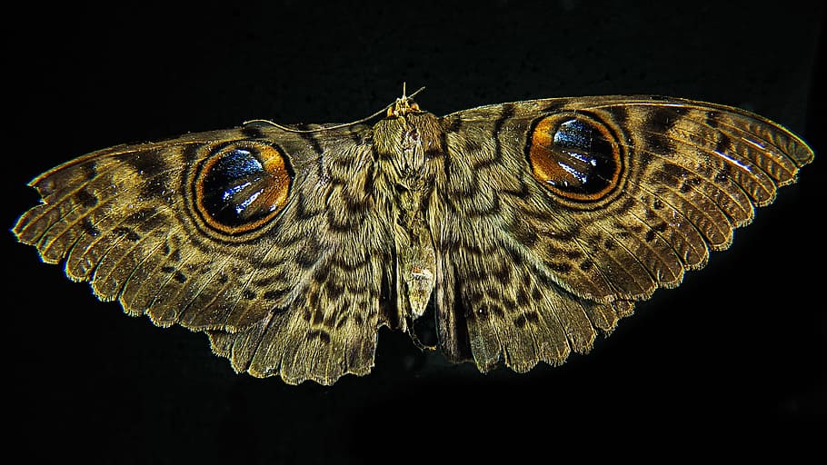 farfalla di gufo marrone, falena, farfalla, vicino, temi animali, animale, un animale, fauna selvatica, sfondo nero, invertebrato, parte del corpo animale, girato in studio, animali allo stato selvatico, avvicinamento, insetto, nessuno, in casa, natura, notte, vertebrato, ala animale, ritagliare, ritratto, acqua, farfalla - insetto, scala animale, occhio animale, 2K