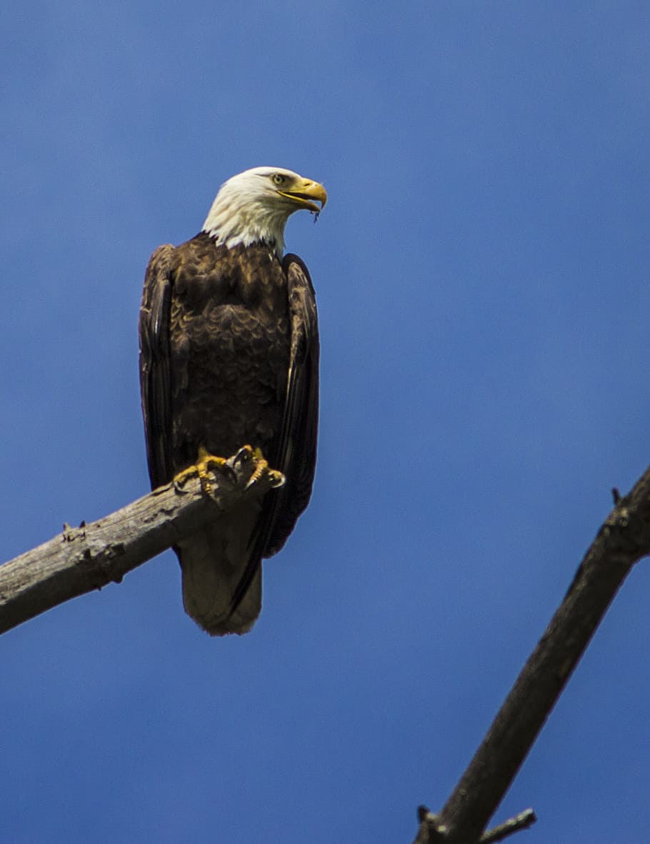 ørn, raptor, Hvidhovedet havørn, fugl, majestætisk, skaldet, dyreliv, aggressiv, rovdyr, natur, jæger, vild, næb, dyr i naturen, perching, dyr, dyre temaer, hvirveldyr, rovfugl, et dyr, afdeling, skyfri himmel, træ, himmel, lav vinkel visning, ingen mennesker, plante, dag, ørn - fugl, udendørs, 1080P