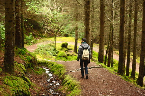 Wald, Mann, Gehen, tagsüber, Spur, Pfad, Straße, Fluss, Strom, Baum, Pflanze, in voller Länge, Land, Rückansicht, Natur, Rucksack, eine Person, Tag, Fußweg, Wandern, Freizeitbeschäftigung, Urlaub, der Weg nach vorn, Erwachsene, draußen, 4K, CC0, gemeinfrei, lizenzfrei