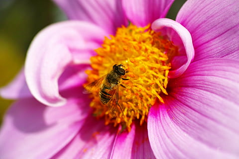 hoverflies, kosmos, pollen, makro, Bie, insekt, natur, blomst, pollinering, nærbilde, petal, anlegg, honning, enkeltblomst, sommer, blomstrende plante, skjønnhet i naturen, friskhet, dyre temaer, dyr, dyreliv, virvelløse, dyr i naturen, skjørhet, blomsterhodet, sårbarhet, inflorescence, vekst, rosa farge, ingen folk, utendørs, humle, lilla, 4K, CC0, offentlig domene, opphavsrett gratis