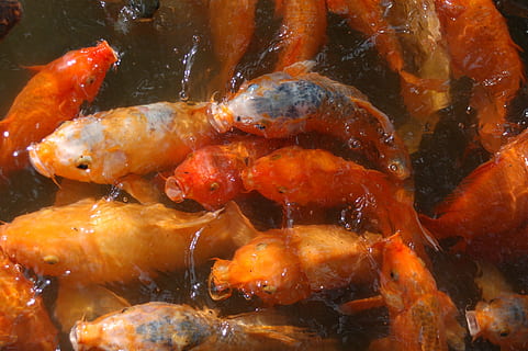 pesce, arancia, carpa, cibo, animale, carpa koi, temi animali, fauna selvatica, acqua, animali allo stato selvatico, gruppo di animali, mare, vertebrato, nuoto, subacqueo, nessuno, grande gruppo di animali, marino, vita marina, colore arancione, natura, scuola di pesca, 2K, CC0, dominio pubblico, privo di copyright