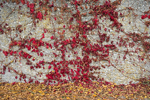 sfondo, pietra, struttura, sfondi, parete, muro di pietra, grigio, superficie, roccia, opere murarie, fiore, pianta fiorita, caratteristica della parete, rosso, nessuno, fotogramma intero, pianta, bellezza nella natura, giorno, natura, crescita, edera, foglia, avvicinamento, modello, struttura costruita, all'aperto, freschezza, architettura, modificare, motivo floreale, 5K, CC0, dominio pubblico, privo di copyright