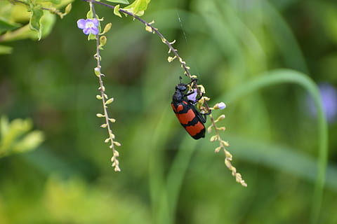 error, escarabat, insecte, cleroidea, invertebrat, fauna animal, temes d'animals, animals a la natura, animal, planta, centrar-se en primer pla, primer pla, un animal, bellesa a la natura, flor, cap gent, naturalesa, dia, ala dels animals, vulnerabilitat, papallona - insecte, planta amb flors, fragilitat, polinització, papallona, 5K, CC0, domini públic, lliure de regalies