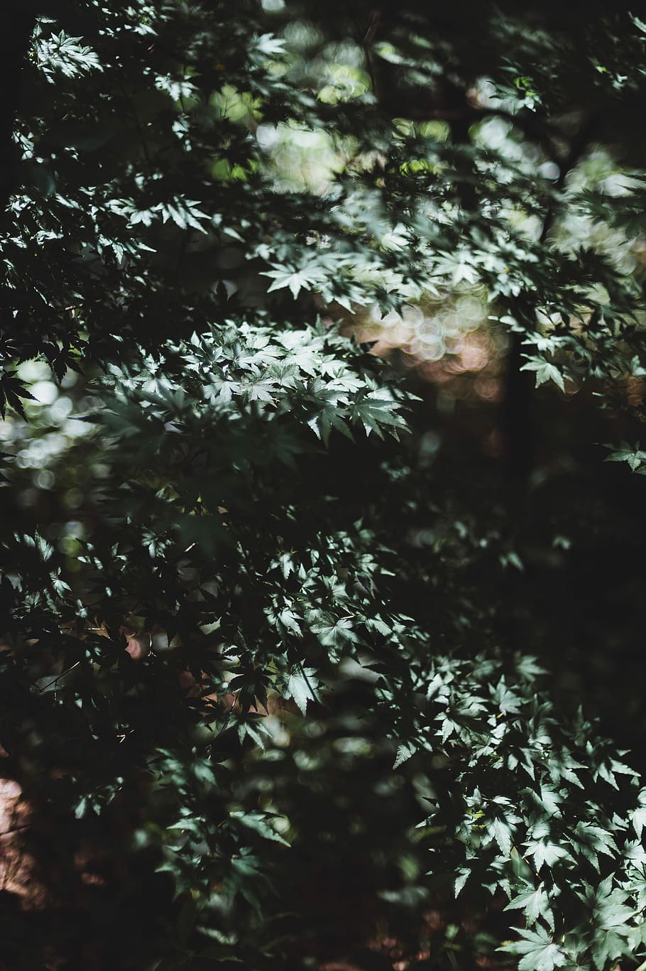 fotografia di bokeh, verde, alberi, fotografia del bokeh dell'albero di foglia, albero, foglia, le foglie, bokeh, pianta, foresta, bosco, natura, all'aperto, legna, Boke, crescita, bellezza nella natura, giorno, nessuno, la tranquillità, terra, ramo, luce del sole, messa a fuoco selettiva, parte vegetale, sfondi, fotogramma intero, avvicinamento, freschezza, albero di conifere, 4K