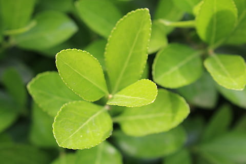 Grün, Blatt, Blätter, Niveau, Natur, Pflanzen, Zoomen, Pflanzenteil, grüne Farbe, Wachstum, Pflanze, Nahansicht, Schönheit in der Natur, keine Leute, selektiver Fokus, Tag, Frische, draußen, Kraut, Fokus auf den Vordergrund, Klee, Lebensmittel, Vollbild, Zerbrechlichkeit, High Angle View, 5K, CC0, gemeinfrei, lizenzfrei