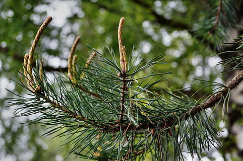 pijnboom, motor, foliation, dennennaalden, grenen kas, western, toenemen, fabriek, boom, groene kleur, dennenboom, groei, Pinaceae, focus op de voorgrond, naaldboom, dag, natuur, detailopname, tak, schoonheid in de natuur, naald - plantdeel, geen mensen, buitenshuis, dennenappel, kalmte, selectieve aandacht, groenblijvende boom, dennenbos, 4K, CC0, publiek domein, royaltyvrij