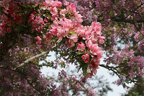 rosa Kirschblüten, blühen, Zierkirsche, Frühling, Ast, Baum, blühende Pflanze, Pflanze, Blume, pinke Farbe, Zerbrechlichkeit, Frische, Wachstum, Schönheit in der Natur, Verletzlichkeit, Natur, Tag, Kirschblüte, Flachwinkelansicht, Nahansicht, keine Leute, Blütenblatt, Kirschbaum, draußen, Blütenkopf, lila, Blumenstrauß, 2K, CC0, gemeinfrei, lizenzfrei