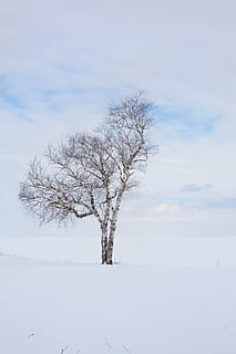 Foto, træ, nimbus clouds baggrund, vinter, lone, en, landskab, alene, kold, sne, natur, koldtemperatur, sæson, frost, udendørs, hvid, Skov, is, himmel, afdeling, skønhed i naturen, ro, plante, rolig scene, bare træ, sky - himmel, scenics - natur, kold temperatur, isolerede, horisont, ingen mennesker, ikke-urbane scene, jord, dag, 5K, CC0, offentligt domæne, royaltyfrie