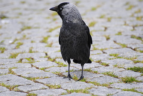 Corb, ocell, setts, un animal, fauna animal, animals a la natura, temes d'animals, naturalesa, color negre, animal, vertebrats, cap gent, dia, longitud completa, llambordes, sendera, centrar-se en primer pla, primer pla, corb - ocell, a l'aire lliure, negre, posat, 4K, CC0, domini públic, lliure de regalies