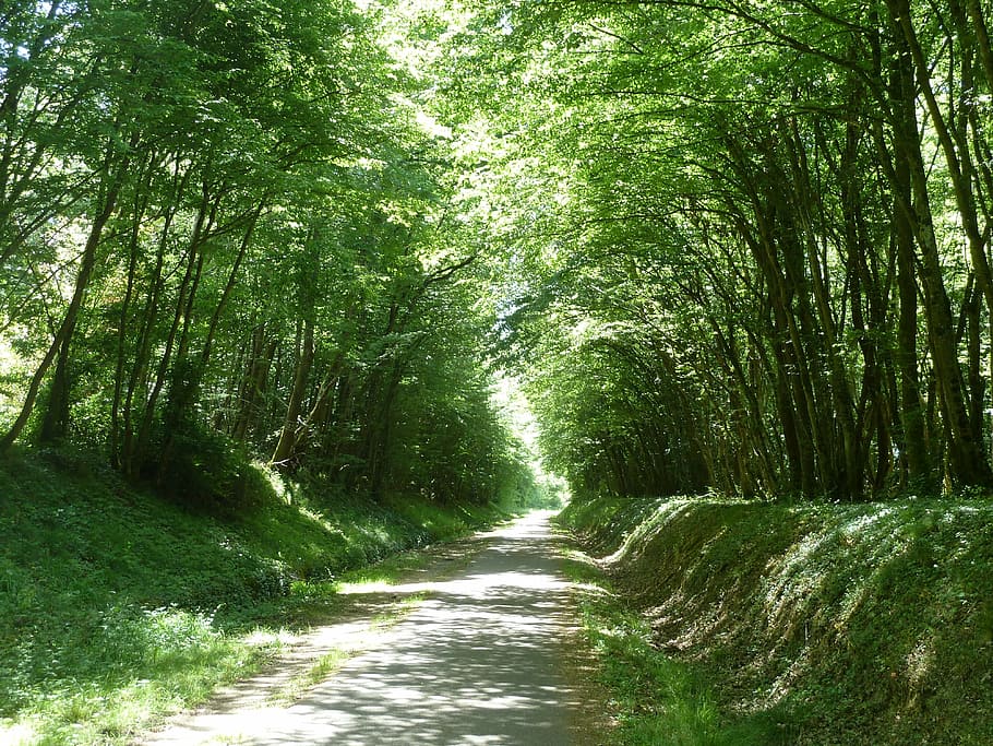 arbres a la carretera, Camí, llum dappled, camp, perspectiva, naturalesa, arbre, bosc, a l'aire lliure, estiu, sendera, color verd, planta, el camí a seguir, direcció, creixement, terra, bellesa a la natura, perspectiva decreixent, tranquil·litat, cap gent, dia, carretera, escenics - natura, escena tranquil·la, llum solar, ruta, bambú - planta, treelined, llarg, copa de l'arbre, 4K