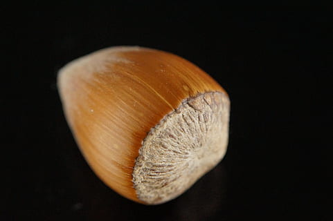 il·lustració de castanyes marrons, nou, avellana, un, tancar, individualment, menjar, marró, saborós, shell, nutritiu, tardor, natura morta, fruita, primer pla, nou - aliments, naturalesa, macro, fons negre, tir de l'estudi, cap gent, sol objecte, menjar i beguda, a l'interior, fons de colors, tallar, senzillesa, vegetals, centrar-se en primer pla, frescor, alimentació saludable, benestar, primer pla extrem, enfocament selectiu, 5K, CC0, domini públic, lliure de regalies