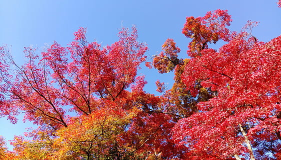 japan, maple leaf, tree, red, autumn, plant, change, beauty in nature, sky, growth, nature, low angle view, scenics - nature, no people, leaf, plant part, branch, day, tranquility, orange color, outdoors, maple tree, treetop, cherry blossom, autumn collection, 4K, CC0, public domain, royalty free