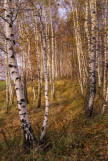 Birch, hutan, jalan, pohon, musim gugur, jam emas, batang pohon, tidak ada orang, alam, di luar rumah, menanam, tanah, ketenangan, keindahan di alam, bagasi, pertumbuhan, adegan yang tenang, pohon birch, hari, adegan non-urban, bidang, scenics - alam, lingkungan Hidup, 2K, CC0, domain publik, bebas royalti