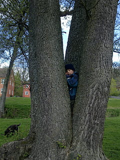 Junge, klettert, Baum, Sommer-, Schweden, Skåne, Park, Kofferraum, Baumstamm, Pflanze, eine Person, echte Menschen, Freizeitbeschäftigung, Natur, Lebensstile, Tag, Legere Kleidung, Gras, in voller Länge, Wachstum, Stehen, Männer, Land, Porträt, Kind, draußen, 2K, CC0, gemeinfrei, lizenzfrei