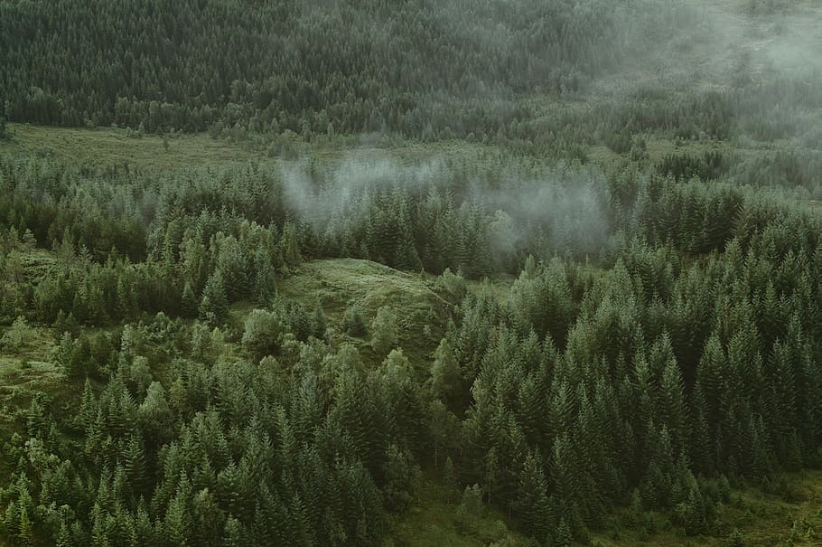 hoch, Winkel Fotografie, Bäume, grüne Bäume, Luftbild, Wald, tagsüber, Baum, Wolke, Nebel, Grün, Natur, Landschaft, szenen, draußen, grüne Farbe, Landschaften, Farbbild, Schönheit in der Natur, keine Leute, Berg, Pflanze, Ruhe, Szenen - Natur, ruhige Szene, Land, Wachstum, Tag, Umgebung, Kiefer, Kiefernwald, Nicht-städtische Szene, immergrüner Baum, Nadelbaum, 2K