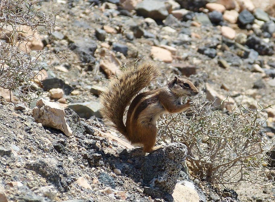 esquirol, ardilla, bonic, nager, pelut, pell, animals, naturalesa, Illes Canàries, fuerteventura trocken, cua, temes d'animals, fauna animal, animal, un animal, animals a la natura, rosegador, rock, sòlid, mamífer, vertebrats, rock - object, cap gent, dia, llum solar, vista d’angle alt, terra, a l'aire lliure, camp, 2K