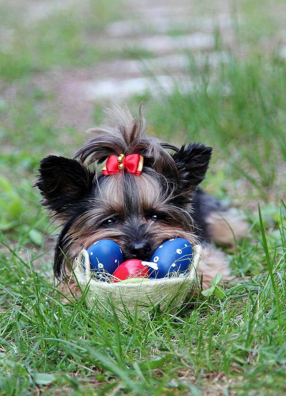 yorkie, æg, sløjfe, påske, hund, hunde, kæledyr, indenlandske, husdyr, et dyr, græs, pattedyr, dyre temaer, dyr, plante, Mark, hvirveldyr, jord, natur, portræt, dag, kigger på kameraet, selektiv fokusering, ingen mennesker, udendørs, lille, 4K