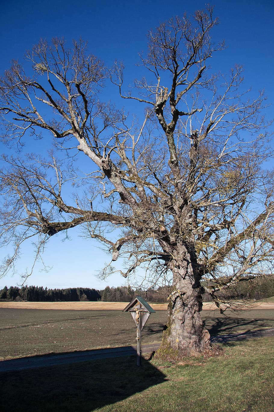 Linde, vell, bosc, cultivable, creu, creu de camí, crucifix, ombra, paisatge, cel, resistent, tallada, creu de fusta, arbre, planta, bellesa a la natura, naturalesa, herba, medi ambient, camp, dia, terra, escenics - natura, tranquil·litat, branca, escena tranquil·la, llum solar, creixement, a l'aire lliure, cel clar, cap gent, 4K