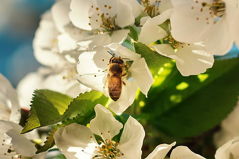 Brun, bee perching, hvid, blomstrede blomster, dagtimerne, hvide blomster, bi, hveps, insekt, blomst, hvirvelløse, dyre temaer, dyreliv, dyr i naturen, blomstrende plante, dyr, et dyr, skrøbelighed, sårbarhed, skønhed i naturen, plante, kronblad, vækst, blomsterhoved, friskhed, tæt på, hvid farve, bestøvning, ingen mennesker, pollen, 2K, CC0, offentligt domæne, royaltyfrie