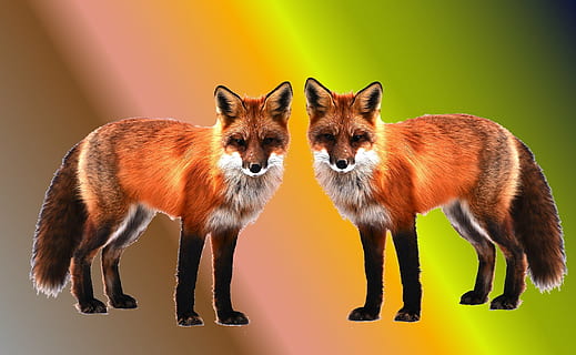 twee bruine vossen, vossen, behang, achtergrond, achtergrond afbeelding, schermachtergrond, bureaubladachtergrond, groep dieren, twee dieren, staand, vos, dierenleven, portret, zoogdier, volledige lengte, kijkend naar de camera, geen mensen, studio opname, gekleurde achtergrond, binnenshuis, dieren in het wild, natuur, focus op de voorgrond, heimelijkheid, 1080P, CC0, publiek domein, royaltyvrij