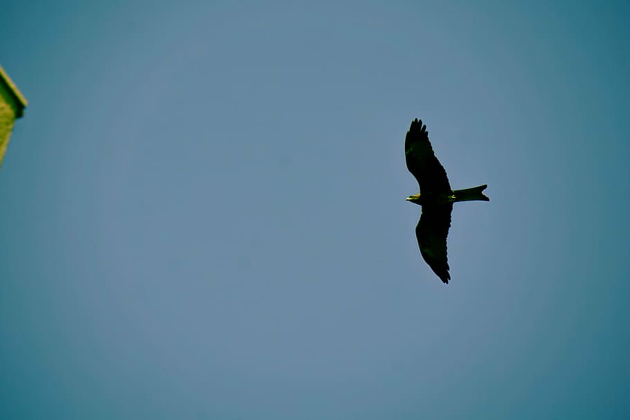 ocell, volant, marró, concret, edifici, durant el dia, negre, blau, cel, ocells, àguila, animal, un animal, animals a la natura, temes d'animals, a l'aire, ales separades, fauna animal, cap gent, a l'aire lliure, vertebrats, vista d’angle baix, cel clar, dia, naturalesa, moviment, aigua, 5K