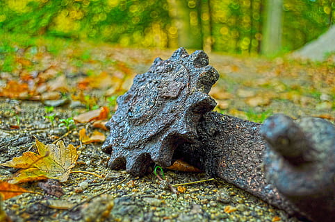 hdr, engranaje, herramienta, componente, follaje, bosque, arboles, colores, contraste, estacionamiento, otoñal, otoño, naturaleza, árbol, tierra, día, planta, enfoque selectivo, nadie, musgo, de cerca, parte de la planta, texturizado, al aire libre, hoja, sólido, belleza en la naturaleza, ambiente, tranquilidad, cambio, liquen, ladrar, 4K, CC0, dominio público, libre de derechos