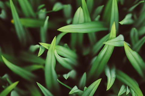 seletivo, fotografia de foco, verde, gramas, planta folheada verde, close-up fotografia, linear, grama, natureza, plantar, folha, fechar-se, cor verde, frescura, crescimento, origens, ao ar livre, Medicina alternativa, parte da planta, beleza na natureza, ninguém, foco seletivo, Comida, dia, comida e bebida, focar em primeiro plano, flor, cuidados de saúde e medicina, erva, lâmina de grama, 5K, CC0, domínio público, royalty free
