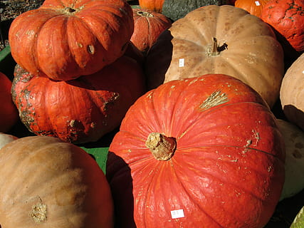 autunno, zucche, Halloween, arancia, ringraziamento, vacanza, ottobre, raccogliere, di stagione, novembre, azienda agricola, decorazione, zucca, cibo e bevande, cibo, mangiare sano, freschezza, benessere, verdura, natura morta, colore arancione, nessuno, vista dall'alto, avvicinamento, cibo crudo, mercato, zucca - verdura, fotogramma intero, in casa, biologico, giorno, sfondi, 4K, CC0, dominio pubblico, privo di copyright
