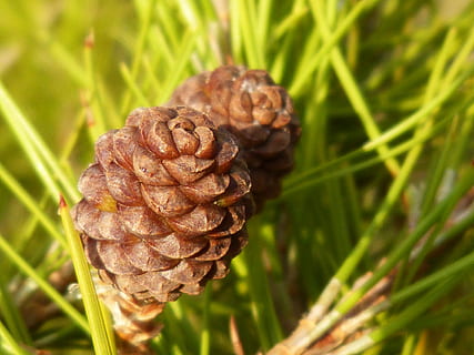 ananas, piccolo, le foglie, tenero, foresta, pigna, natura, albero di conifere, albero, abete, avvicinamento, colore verde, foglia, stagione, Pino, pianta, albero sempreverde, erba, crescita, giorno, concentrarsi sulle conoscenze acquisite, bellezza nella natura, campo, nessuno, terra, Marrone, la tranquillità, messa a fuoco selettiva, all'aperto, modello, luce del sole, spirale, 4K, CC0, dominio pubblico, privo di copyright