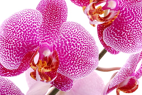 orhideja, orchis, zieds, asums, augu, tuvplāns, austrumu zieds, raksturs, skaistums, ziedlapiņām, maigs, makro, ziedēšana, eksotiski, apdare, ziedošs, ziedu ziedlapiņas, ziedu telpa, putnu orhideja, rozā krāsa, ziedlapiņa, skaistums dabā, botānika, violets, ziedēšanas augs, neaizsargātību, svaigumu, nestabilitāte, nav cilvēku, ziedkopas, ziedu galva, izaugsmi, dienā, ziedputekšņi, ārā, koncentrēties uz jaunajām zināšanām, 4K, CC0, publiskais domēns, bez atlīdzības