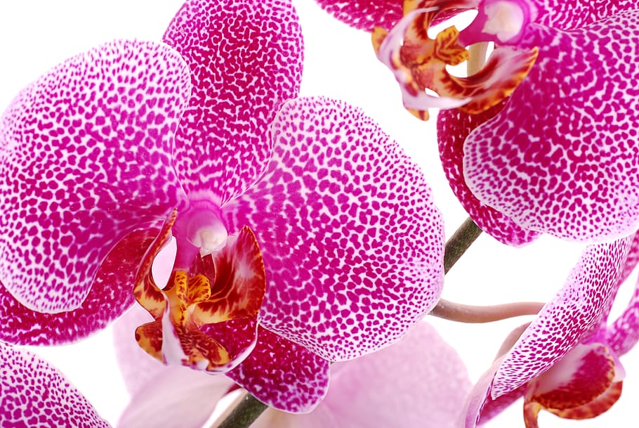 orquídies, orchis, flor, nitidesa, planta, primer pla, flor oriental, naturalesa, bellesa, els pètals, amable, macro, floració, exòtic, decoració, florint, pètals de flors, sala de flors, arna d'orquídies, color rosa, pètal, bellesa a la natura, botànica, porpra, planta amb flors, vulnerabilitat, frescor, fragilitat, cap gent, inflorescència, cap de flor, creixement, dia, pol·len, a l'aire lliure, centrar-se en primer pla, 4K