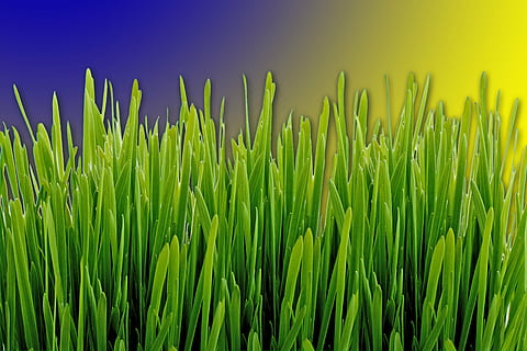 grass, meadow, green, forest, nature, grasses, blade of grass, flowers, snow, petals, growth, plant, green color, beauty in nature, no people, close-up, sky, field, land, freshness, tranquility, agriculture, day, farm, outdoors, fragility, rural scene, crop, 5K, CC0, public domain, royalty free