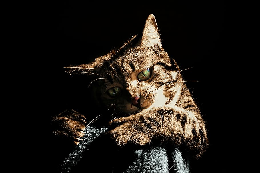foto, Marrone, soriano, gatto, Basso, luce, giocare, animale domestico, animale, carina, giocando, messa a fuoco, gattino, a strisce, Miao, contrasto, pelliccia, simpatici animali, artigli, attacco, gatto domestico, felino, animali domestici, sfondo nero, temi animali, un animale, gatto soriano, baffo, gatto delle maine coon, domestico, mammifero, vertebrato, girato in studio, in casa, nessuno, ritratto, analizzare, cercare, guardare, parte del corpo animale, avvicinamento, testa di animale, occhio animale, 2K
