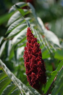 sumac lever, pepper, tree, growth, red, plant, close-up, no people, beauty in nature, focus on foreground, day, leaf, nature, plant part, green color, outdoors, freshness, tranquility, food and drink, selective focus, food, vulnerability, 4K, CC0, public domain, royalty free