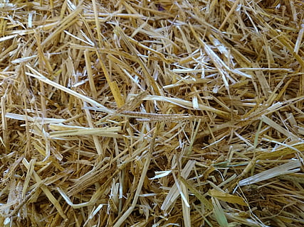 straw, hay, haystack, backgrounds, brown, close-up, full frame, no people, dry, plant, nature, high angle view, day, abundance, agriculture, large group of objects, textured, still life, outdoors, vulnerability, directly above, food and drink, dried, 5K, CC0, public domain, royalty free