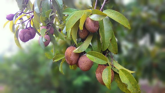 sabotilla, fruita, menjar, naturalesa, agricultura, madur, frescor, full, arbre, branca, orgànic, creixement, menjar i beguda, alimentació saludable, planta, part de la planta, primer pla, centrar-se en primer pla, dia, cap gent, benestar, color verd, penjant, a l'aire lliure, 2K, CC0, domini públic, lliure de regalies