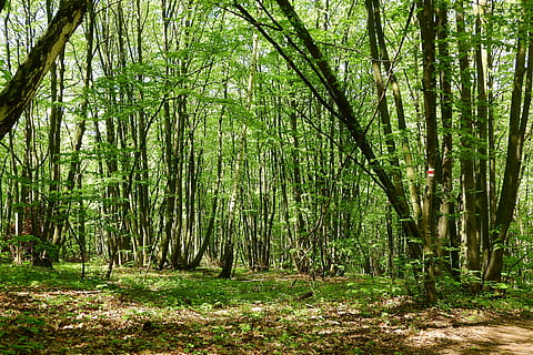 stævningsskov, Skov, devin, polykormon, Moravia, natur, træ, ro, udendørs, plante, jord, skønhed i naturen, rolig scene, træstamme, bagagerum, vækst, grøn farve, scenics - natur, ingen mennesker, idyllisk, ikke-urbane scene, dag, overflod, landskab, bambus - plante, regnskov, 4K, CC0, offentligt domæne, royaltyfrie