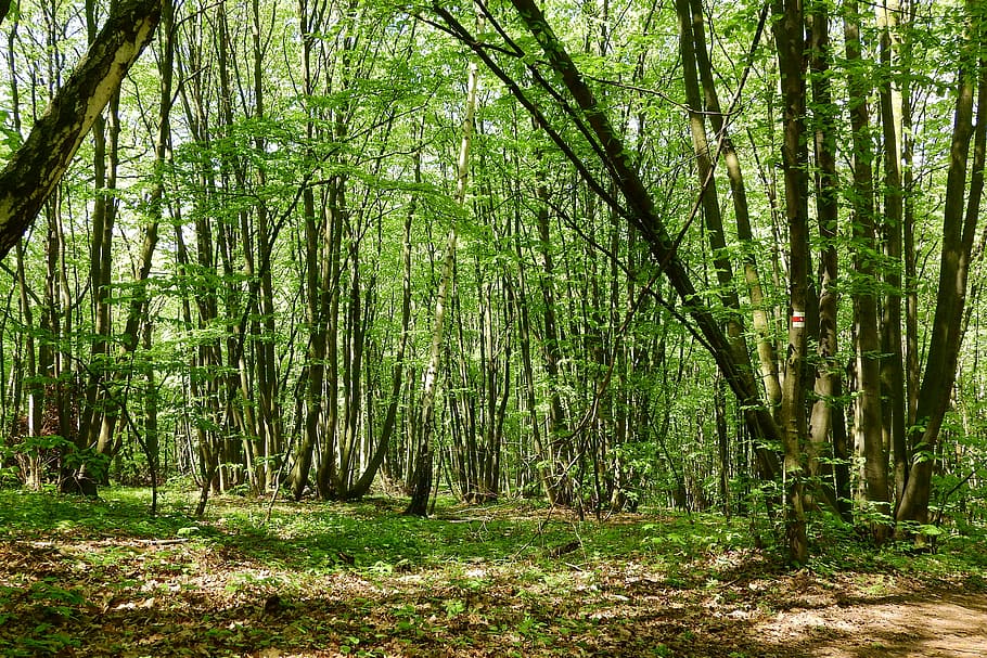 coppice, bosc, devin, polykormon, Moravia, naturalesa, arbre, tranquil·litat, a l'aire lliure, planta, terra, bellesa a la natura, escena tranquil·la, tronc de l'arbre, tronc, creixement, color verd, escenics - natura, cap gent, idíl·lic, escena no urbana, dia, abundància, paisatge, bambú - planta, selva tropical, 4K