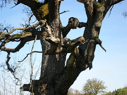 roure, nodrit, bizzar, arbre, cares d’arbre, esperit forestal, cara d’arbre, esperit d’arbre, esperit de la natura, planta, cel, vista d’angle baix, branca, naturalesa, tronc de l'arbre, tronc, cap gent, dia, cel clar, tranquil·litat, a l'aire lliure, arbre nu, creixement, centrar-se en primer pla, escena tranquil·la, animal, blau, llum solar, 1080P, CC0, domini públic, lliure de regalies