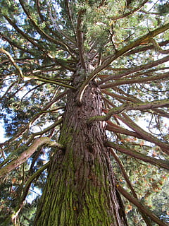 albero, foresta, vecchio albero, natura, pianta, tronco, tronco d'albero, crescita, Inquadratura dal basso, bellezza nella natura, giorno, la tranquillità, ramo, nessuno, terra, colore verde, alto - alto, all'aperto, abbaiare, bosco, scenics - natura, baldacchino di albero, direttamente sotto, 4K, CC0, dominio pubblico, privo di copyright