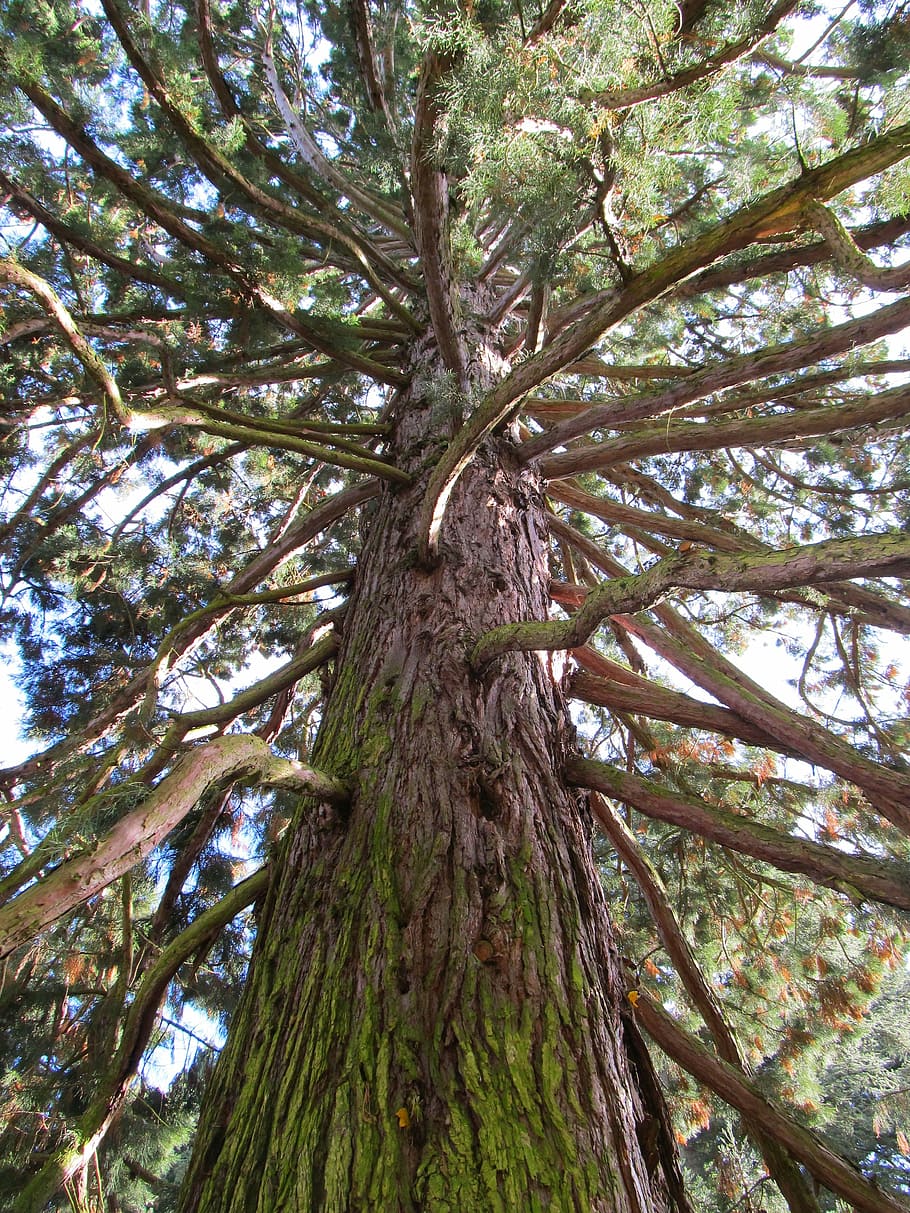 albero, foresta, vecchio albero, natura, pianta, tronco, tronco d'albero, crescita, Inquadratura dal basso, bellezza nella natura, giorno, la tranquillità, ramo, nessuno, terra, colore verde, alto - alto, all'aperto, abbaiare, bosco, scenics - natura, baldacchino di albero, direttamente sotto, 4K