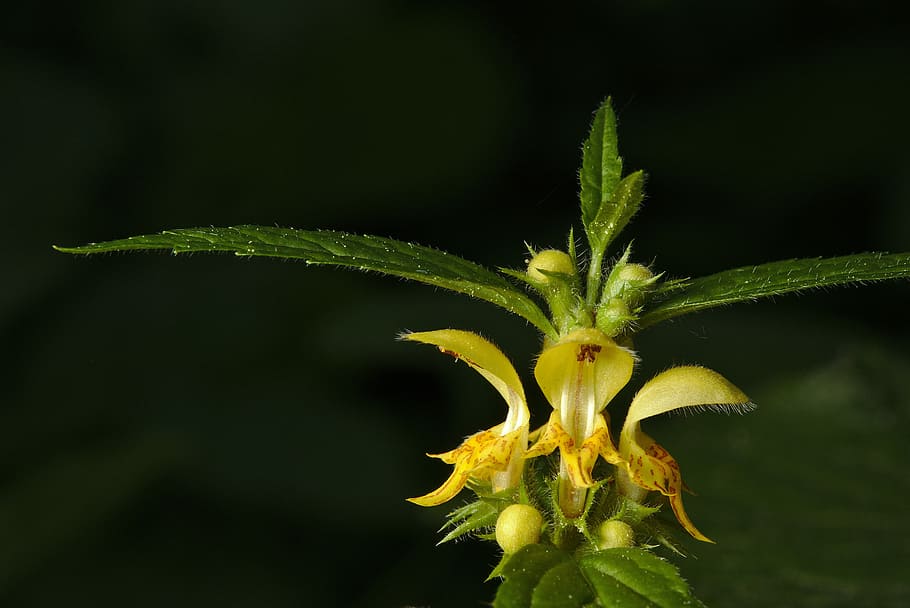 primavera, ortiga morta, galeobdolon, planta, bellesa a la natura, color verd, naturalesa, creixement, flor, frescor, primer pla, cap gent, planta amb flors, menjar, fons negre, full, menjar i beguda, tir de l'estudi, a l'aire lliure, part de la planta, groc, fragilitat, cap de flor, herba, 5K