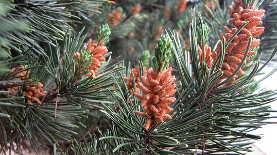 pinho, pólen, árvore, pólen de pinheiro, saudável, superalimento, Pinheiro, plantar, árvore conífera, pinaceae, cor verde, Pinha, agulha - parte da planta, natureza, ramo, crescimento, fechar-se, ninguém, beleza na natureza, focar em primeiro plano, dia, folha, parte da planta, tranquilidade, ao ar livre, árvore de abeto, 2K, CC0, domínio público, royalty free
