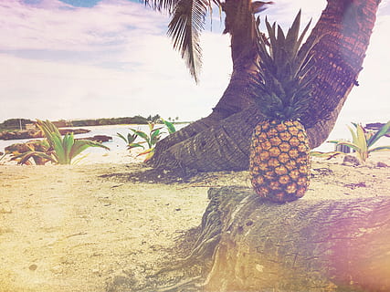 ananas, desert, aperitiv, fruct, suc, a decupa, plajă, ocean, mare, nisip, teren, natură, cer, mancare si bautura, plantă, zi, alimente, mâncat sănătos, copac, o persoana, bunăstare, în aer liber, lumina soarelui, palmier, prospeţime, nor - cer, fruct tropical, 2K, CC0, domeniu public, fără drepturi de autor