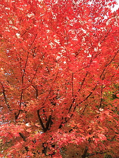 Ahorn, rotes Blatt, Laubfall, Herbst, fallen, Veränderung, rot, Baum, Blatt, Ahornbaum, Pflanze, Schönheit in der Natur, keine Leute, Wachstum, Tag, Natur, Ast, orange Farbe, draußen, Vollbild, Flachwinkelansicht, Frische, Hintergründe, Nahansicht, Ahornblatt, natürlicher Zustand, 2K, CC0, gemeinfrei, lizenzfrei