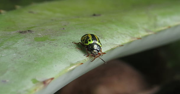 macro, coccinella, scarafaggio, insetti, Quindio, temi animali, invertebrato, animali allo stato selvatico, insetto, fauna selvatica, un animale, animale, avvicinamento, messa a fuoco selettiva, nessuno, colore verde, parte vegetale, foglia, giorno, natura, volare, all'aperto, ala animale, mosca domestica, vista dall'alto, 4K, CC0, dominio pubblico, privo di copyright