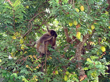 opice, hanuman, langur, semnopithecus, volně žijících živočichů, primát, šedá, starfruit strom, strom, ovoce, jíst, foragng, dharwad, Indie, savec, zvířat, jednoho zvířete, zvíře, list, rostlinné části, rostlina, obratlovců, zelená barva, růst, zvířata ve volné přírodě, Příroda, den, nikdo, větev, les, venku, 2K, CC0, veřejná doména, bez autorských práv