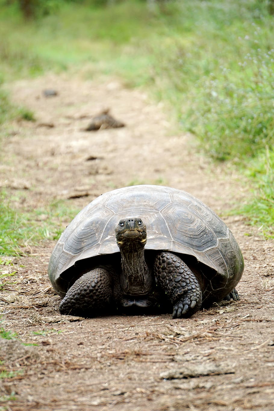deve, passaggio!, foto, Marrone, tartaruga, strisciando, suolo, erba, creatura, natura, conchiglia, animale, temi animali, rettile, fauna selvatica, animali allo stato selvatico, vertebrato, un animale, terra, giorno, nessuno, guscio di animale, messa a fuoco selettiva, guscio di tartaruga, concentrarsi sulle conoscenze acquisite, campo, all'aperto, 5K