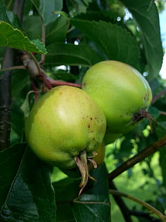 Apfel, Baum, Sommerfrucht, zwei, Äpfel, Sommer-, Obst, Natur, Grün, finnisch, Geäst, Bäume, Naturfoto, Laub, Blatt, Essen und Trinken, grüne Farbe, Lebensmittel, gesundes Essen, Pflanzenteil, Pflanze, Wohlbefinden, Frische, Wachstum, Nahansicht, Fokus auf den Vordergrund, Obstbaum, Tag, keine Leute, Apfel - Frucht, draußen, reif, 2K, CC0, gemeinfrei, lizenzfrei