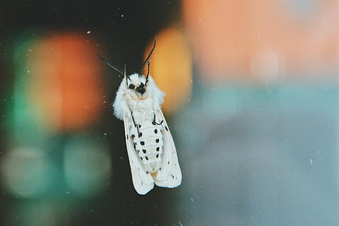 fotografia macro, blanc, arna, selectiu, focalitzar la fotografia, papallona, error, bokeh, ales, primer pla, macro, color, animal, un animal, temes d'animals, fauna animal, animals a la natura, vertebrats, vidre - material, cap gent, transparent, dia, finestra, mamífer, centrar-se en primer pla, animals en captivitat, naturalesa, penjant, a l'aire lliure, aigua, nevar, 1080P, CC0, domini públic, lliure de regalies